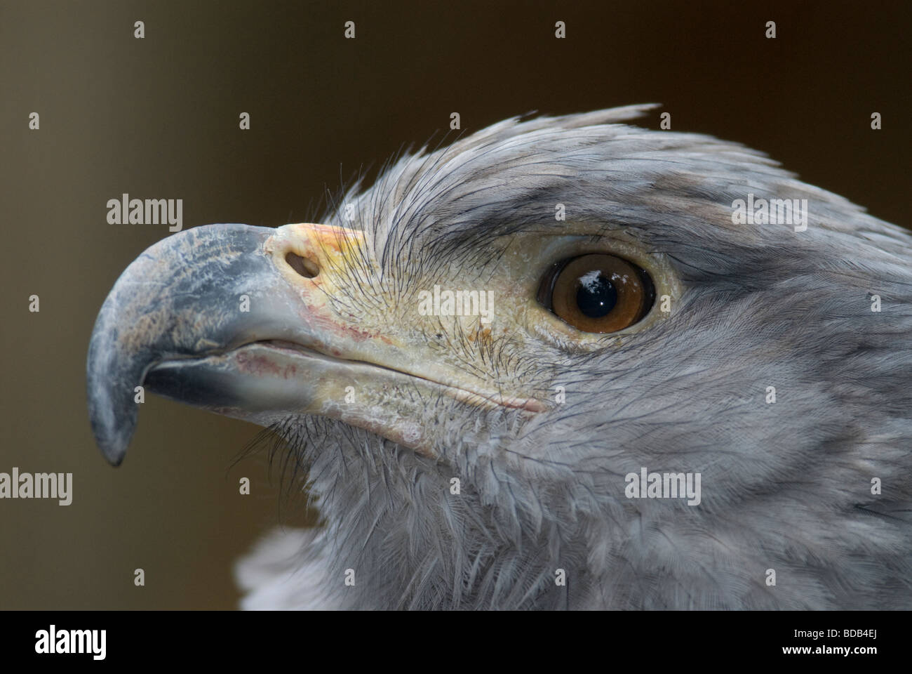 águila solitaria fotografías e imágenes de alta resolución - Alamy