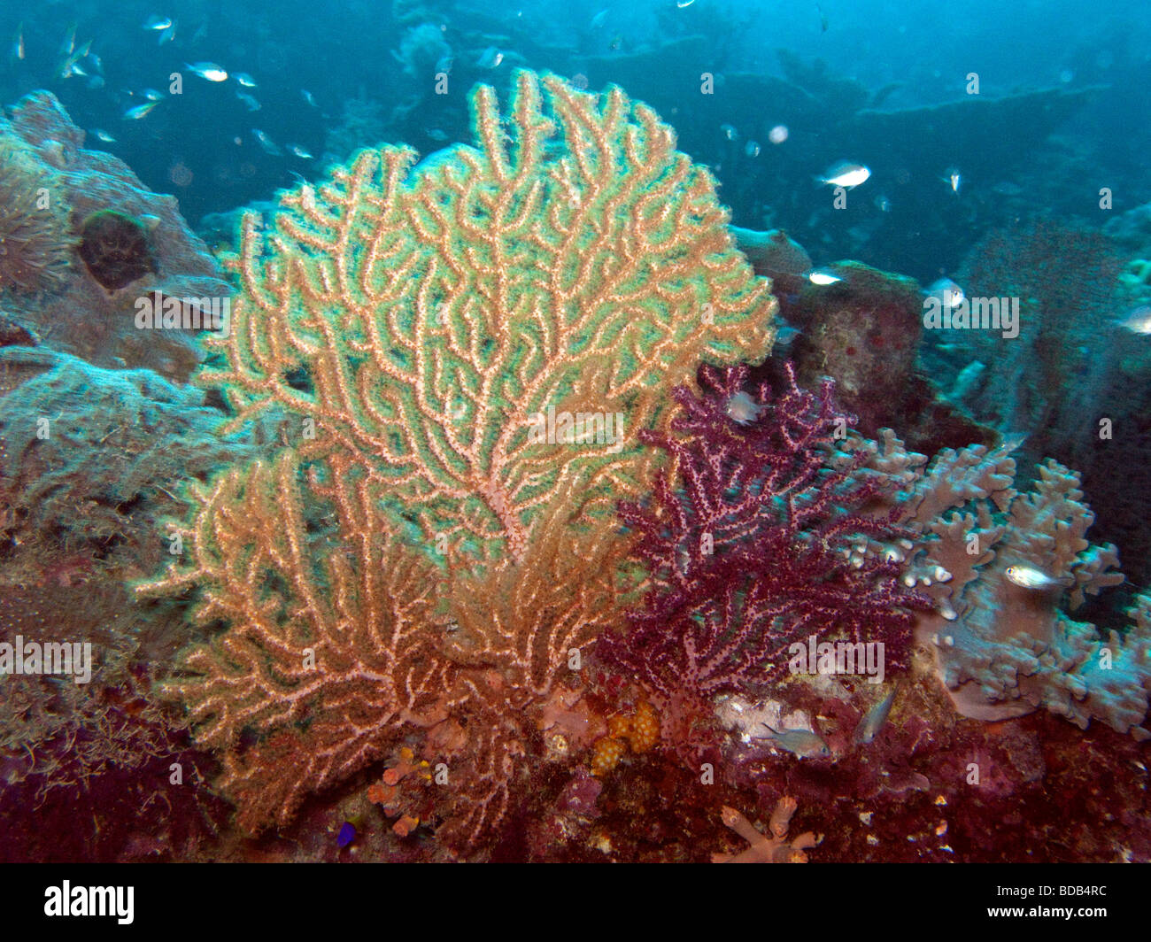 Indonesia Sulawesi Wakatobi Parque Nacional Submarino mar