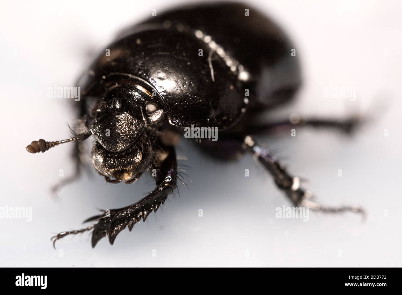 Macro shot de chafer (Scarabaeoidea) escarabajo (Anoplotrupes stercorosus) del género Geotrupidae Foto de stock