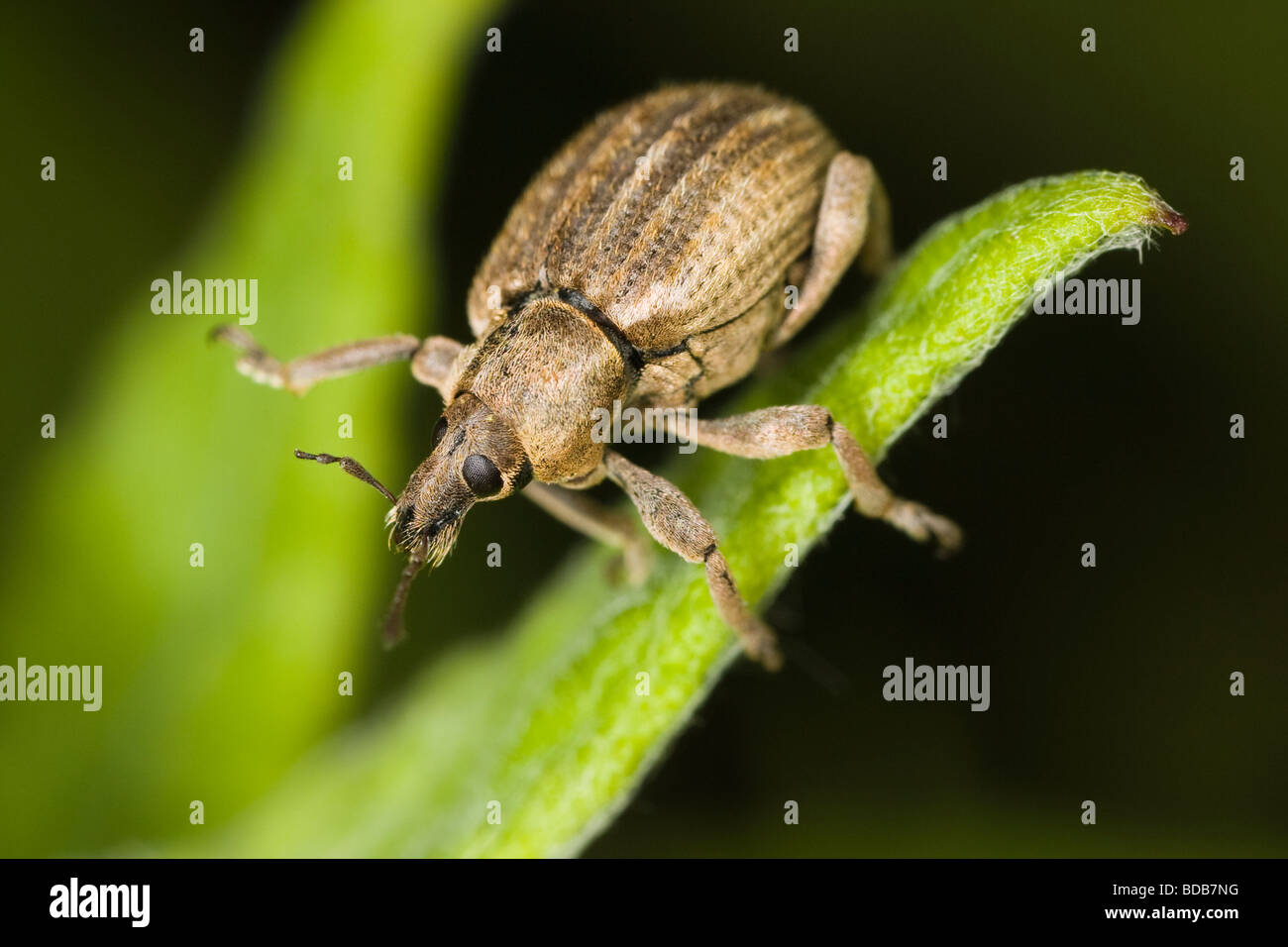 El gorgojo de la nariz amplio (Coleoptera: Curculionoidea) caminando por un tallo de hierba Foto de stock