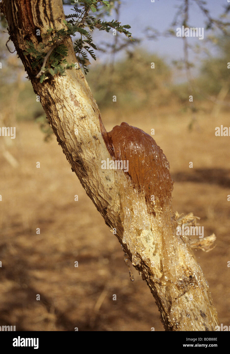 Goma arábiga fotografías e imágenes de alta resolución - Alamy
