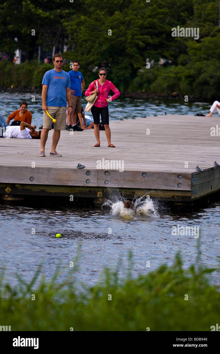Perro brincando de un muelle y chapotear en el agua para obtener una bola de color amarillo. Foto de stock