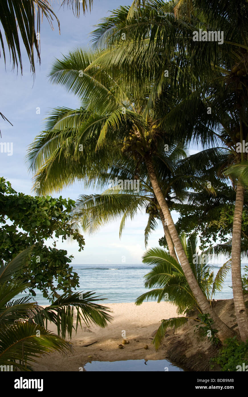 Árbol de Coco Beach, Manase, isla de Savai'i, Samoa Occidental Foto de stock