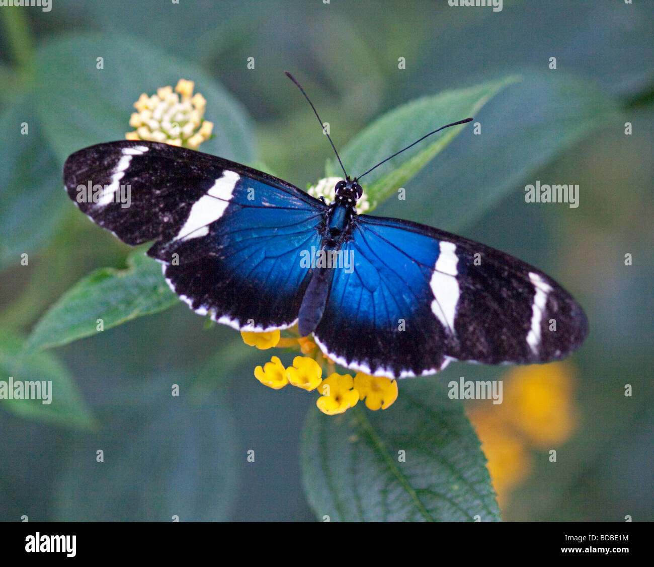 Grecian azul pequeña mariposa (heliconius sara) Foto de stock