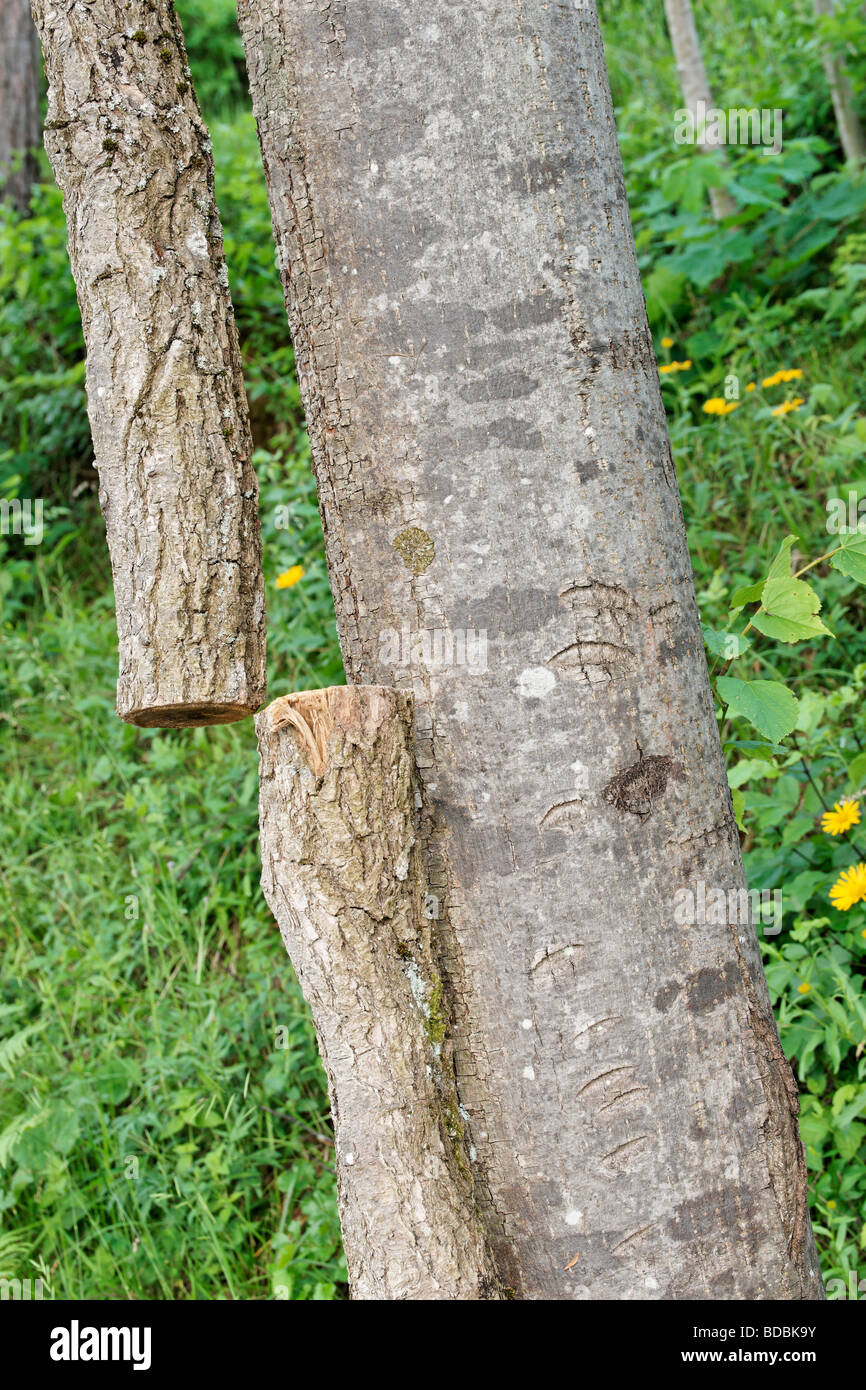 Un corte del tallo hiedra junto a un tronco de árbol Foto de stock