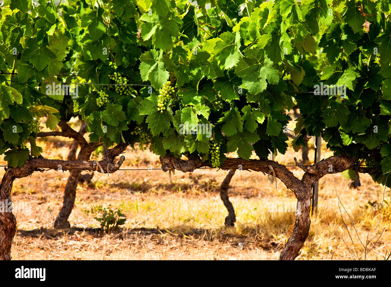 Racimos de uva sobre los viñedos cerca de Gordes Provenza Francia Foto de stock