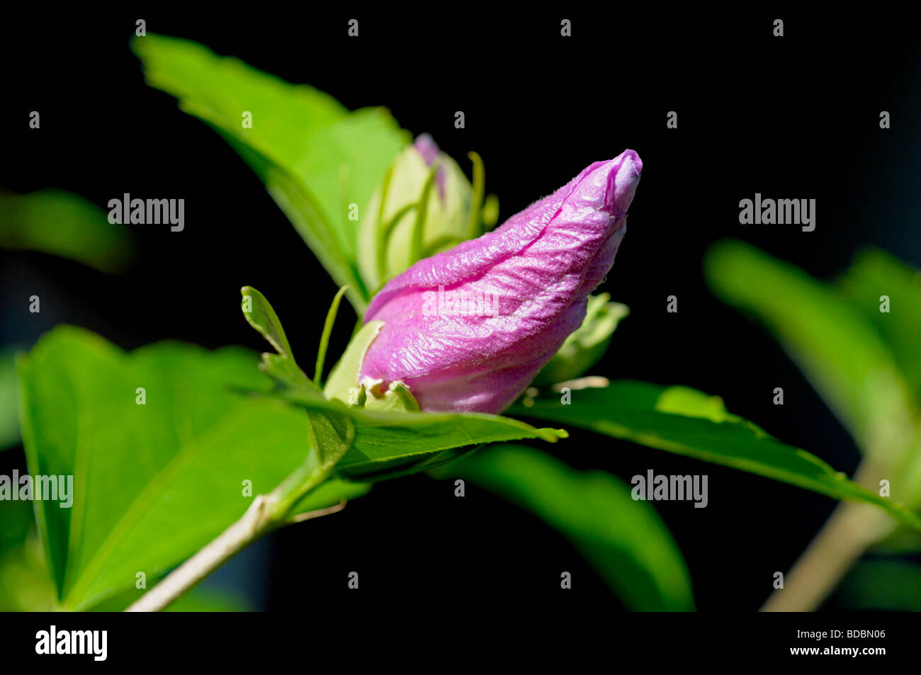 Bud de Hibiscus syriacus Foto de stock