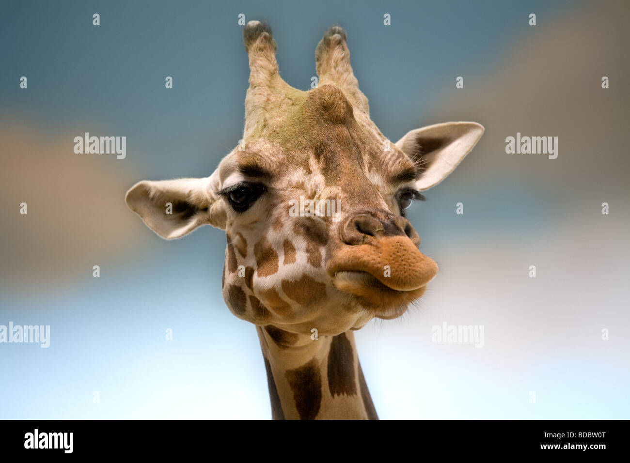 Giraffe cabeza disparado cerca en el Zoológico del Bronx NY ESTADOS UNIDOS Foto de stock