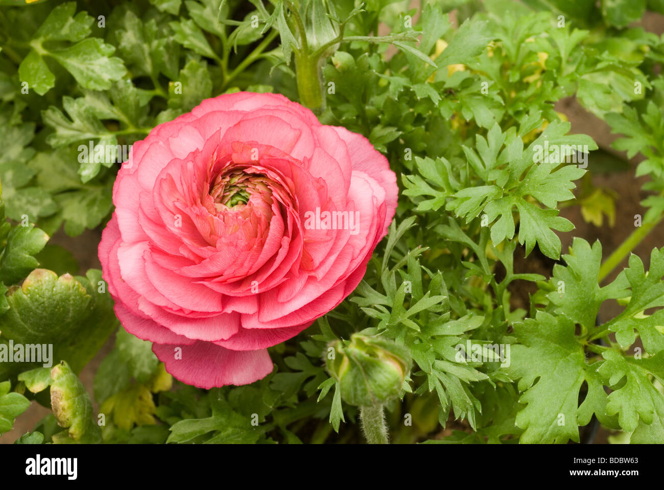 Ranunculus sp Rosa, Ranuncolaceae ranuncolo Foto de stock