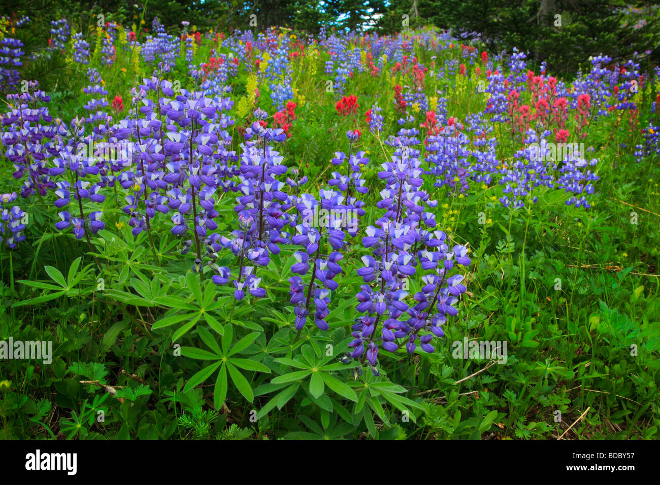 Flores silvestres a los costados de la llanta Sunrise trail en el Sunrise área de Mount Rainier National Park en el oeste del estado de Washington en EE.UU. Foto de stock