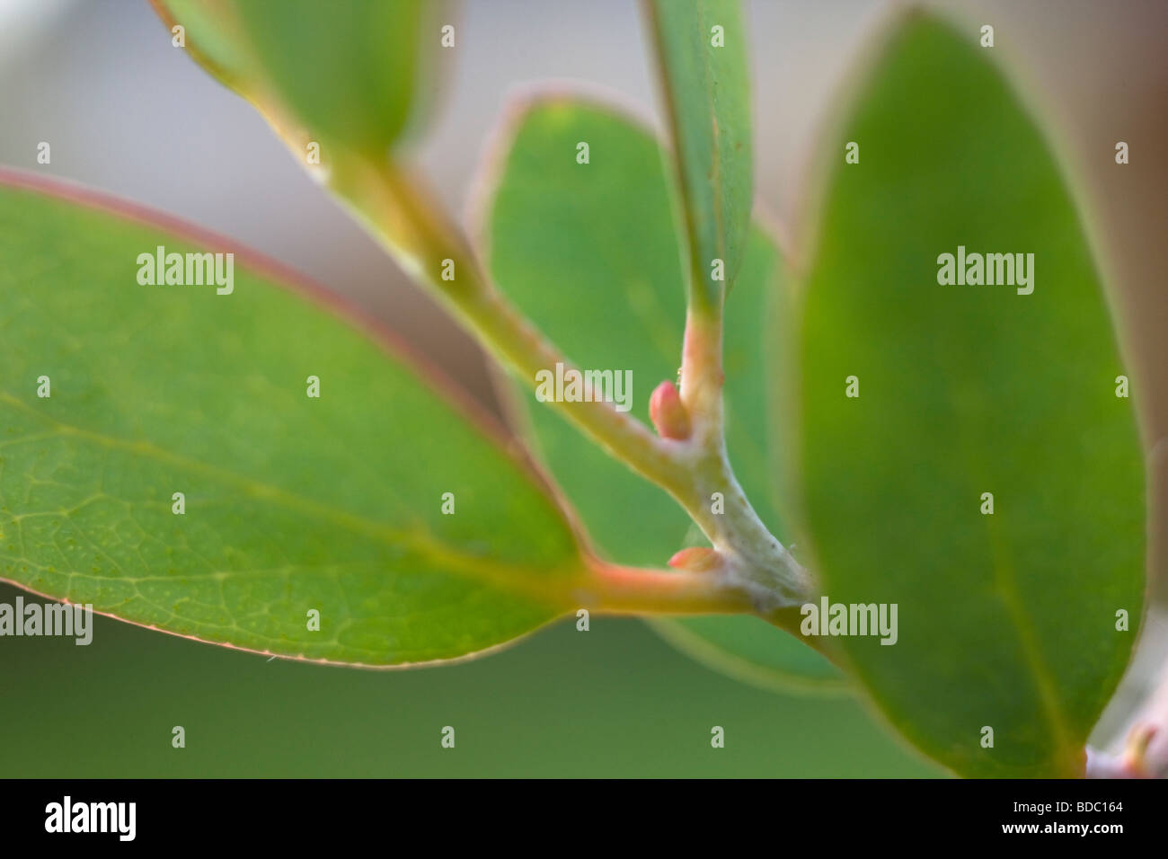 Hojas de eucalipto, Eucalyptus gunnii, Sidra Gum Fotografía de stock