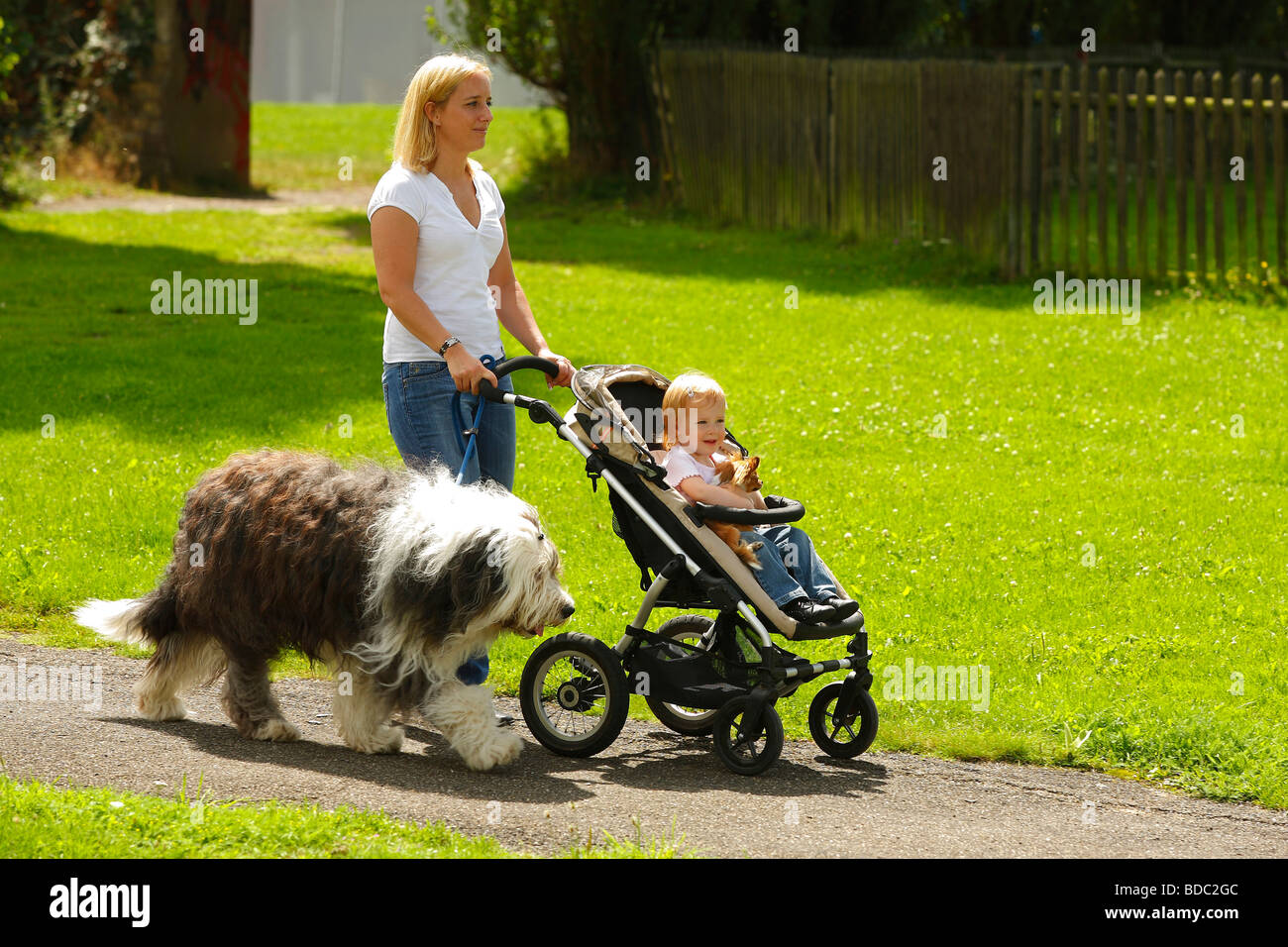 Mujer Con La Hija De Chihuahua Y Bobtail Ovejero Ingles Antiguo Cochecito Cochecito Cochecito De Bebe En Correa Pasear Fotografia De Stock Alamy