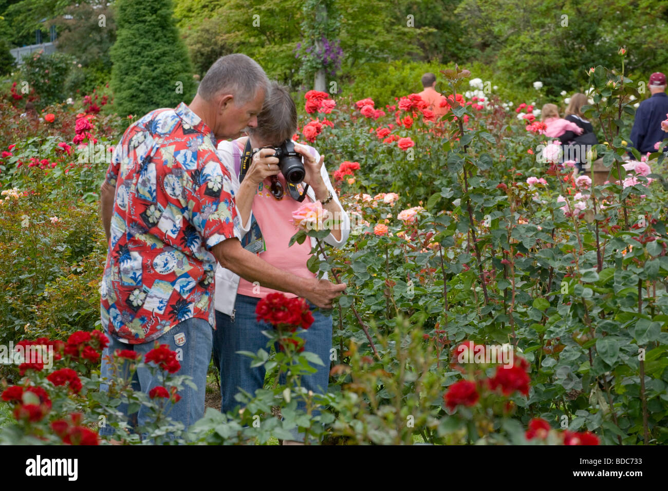 International Rose Test Garden en Portland, Oregón, la ciudad de Las Rosas Foto de stock