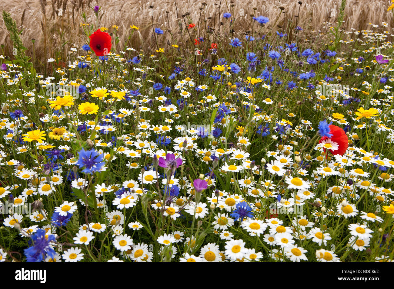 Flores de agosto fotografías e imágenes de alta resolución - Alamy