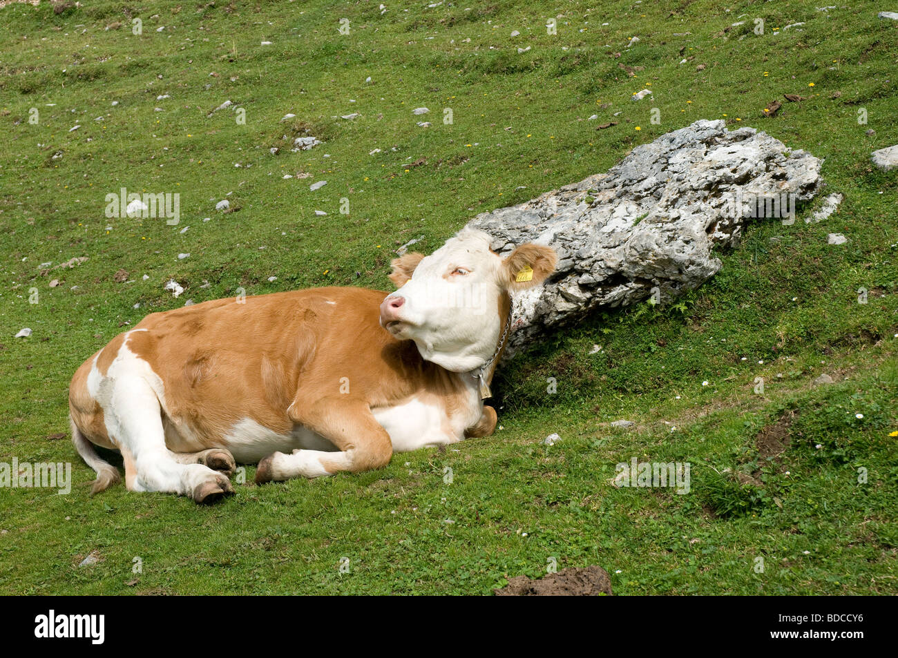 Una vaca en pastizales alpinos en Austria Foto de stock