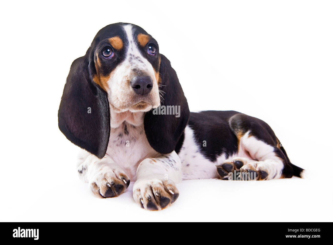 Pino temporal Picotear Basset Hound cachorro Fotografía de stock - Alamy