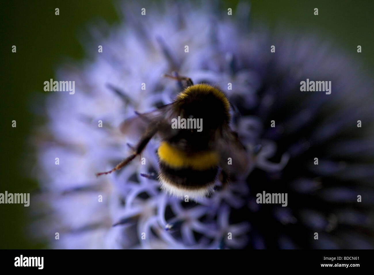 Ocupado como una abeja. Buff Tailed Bumble Bee recogiendo polen de un abierto, azul eléctrico, Eryngium cabeza floral. Foto de stock