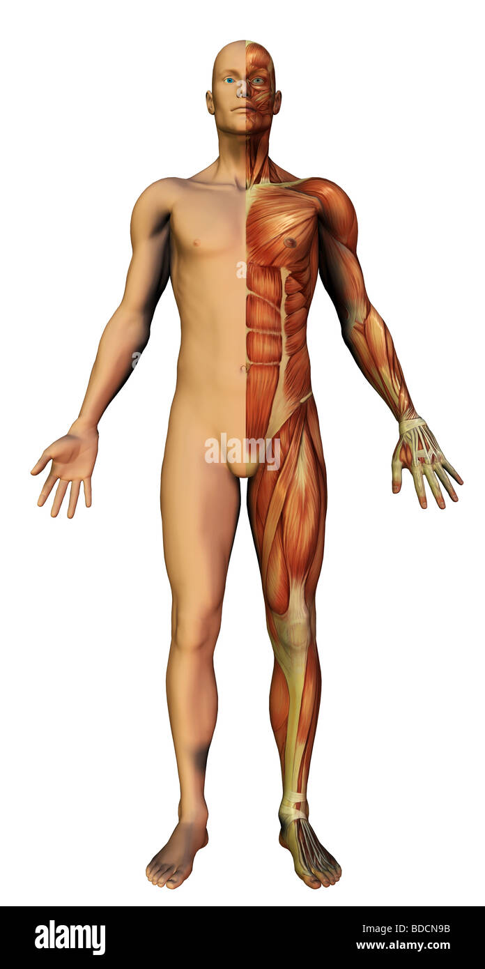 anatomía humana Foto de stock