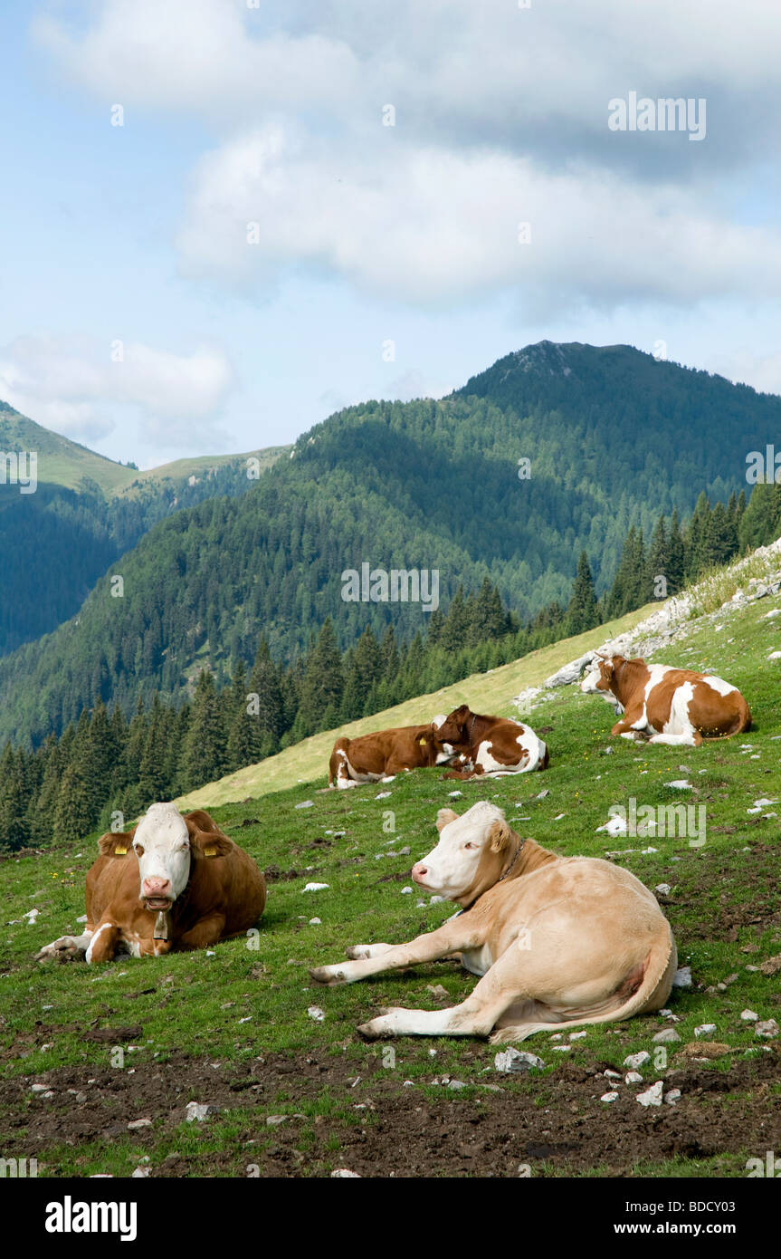Una vaca en pastizales alpinos en Austria Foto de stock