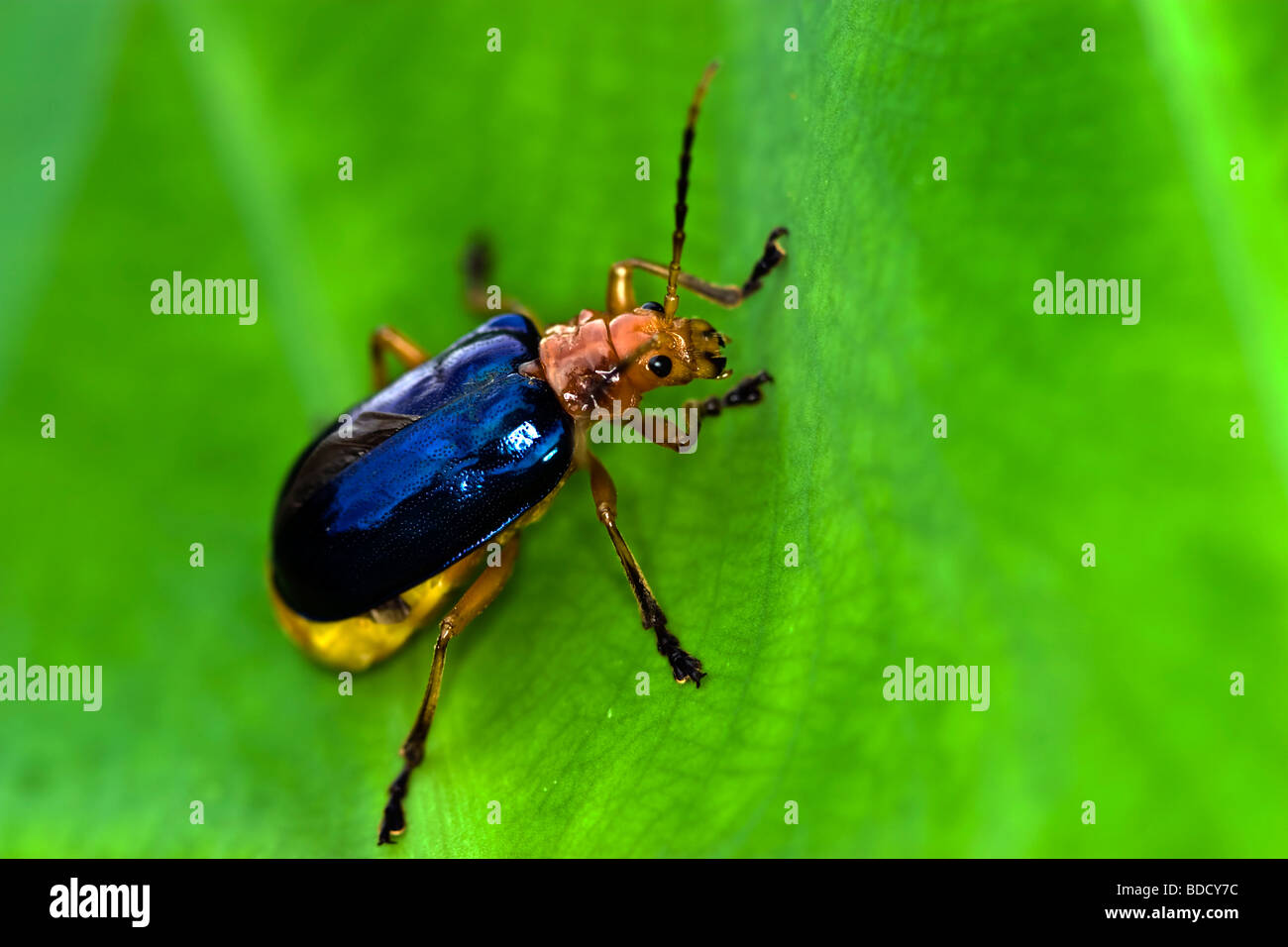 Escarabajos en una hoja Foto de stock