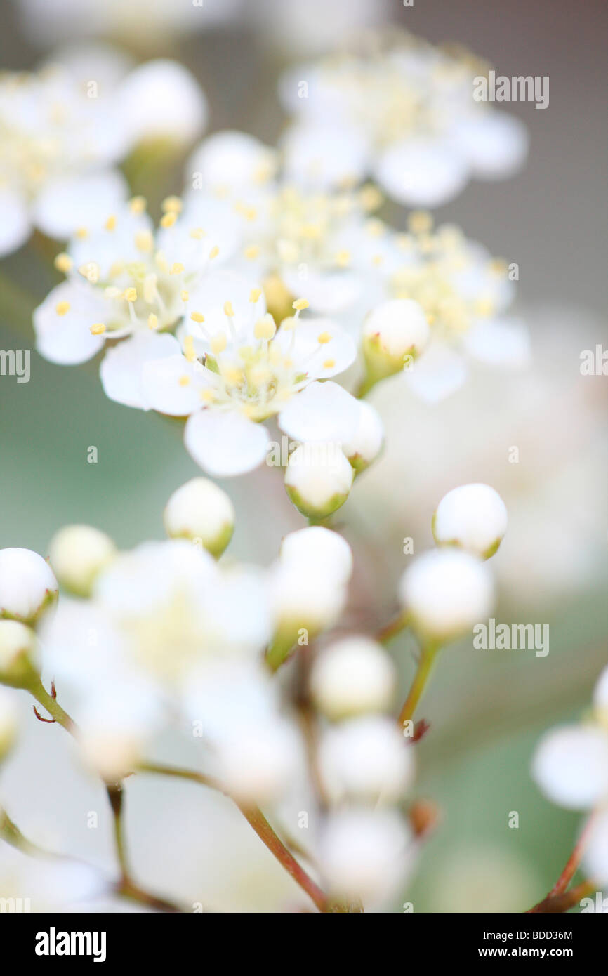 Firethorn escarlata - fotografía artística Jane-Ann Butler Fotografía JABP559 Foto de stock