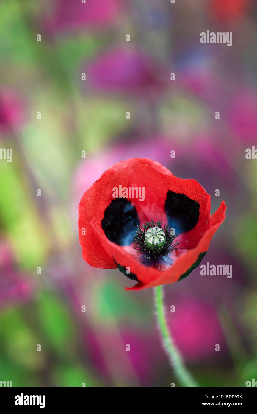 Papaver commutatum mariquita amapola Foto de stock