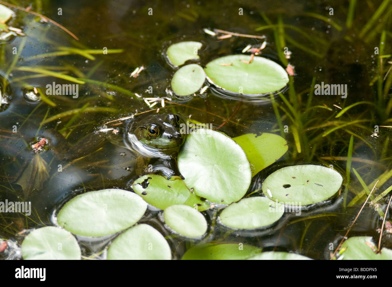 Rana Verde flotando en pastillas de Lilly Foto de stock