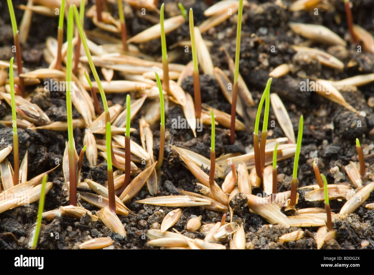 La germinación de semillas de pasto Fotografía de stock Alamy