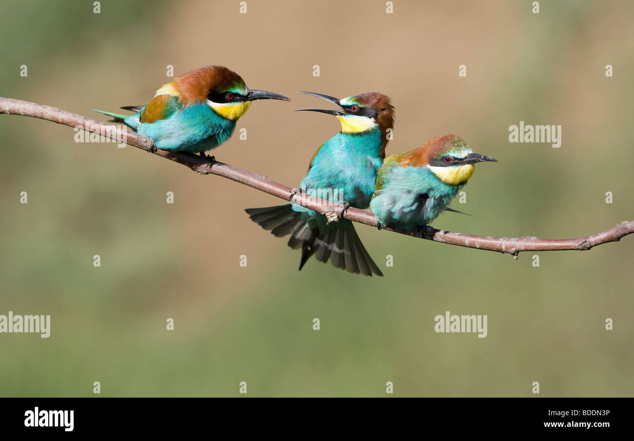 Tres comedores de abeja europea; Merops apiaster; donde se posan en la rama apareamiento Foto de stock