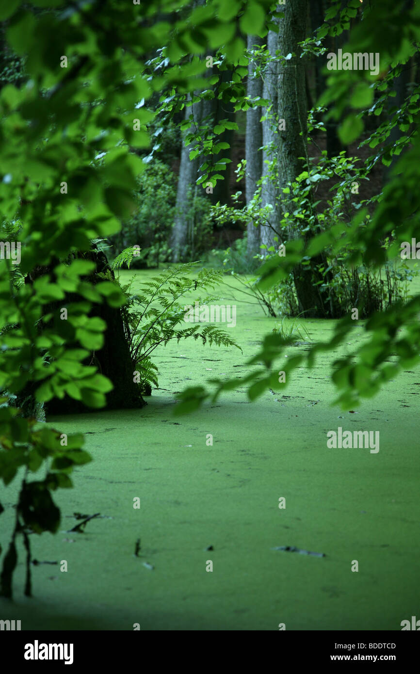 Un estanque del bosque cubierto por pequeñas hojas. Parque Nacional Jasmund, en la isla de Ruegen, en el norte de Alemania. Foto de stock