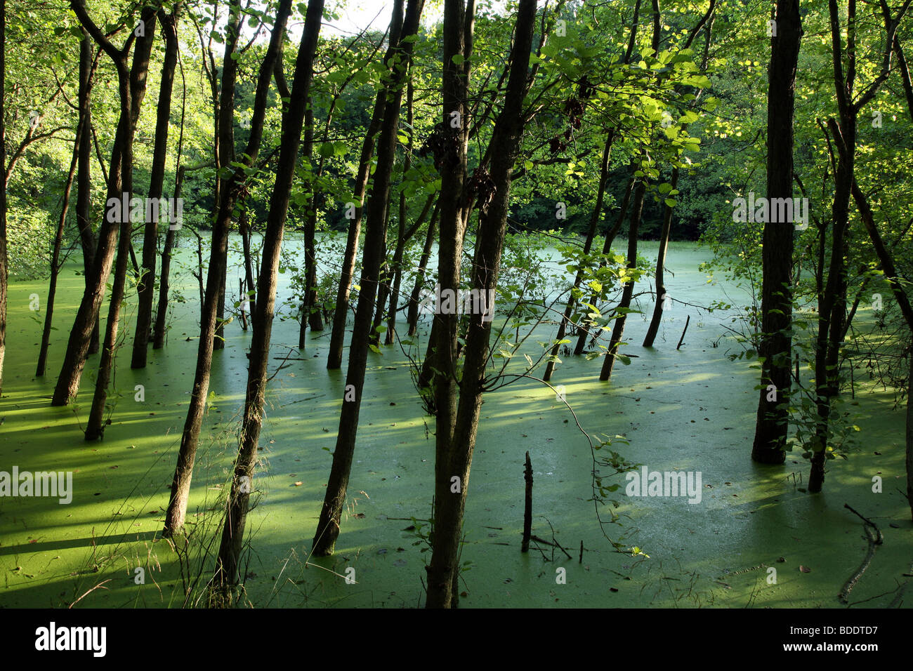 Un estanque del bosque cubierto por pequeñas hojas. Parque Nacional Jasmund, en la isla de Ruegen, en el norte de Alemania. Foto de stock