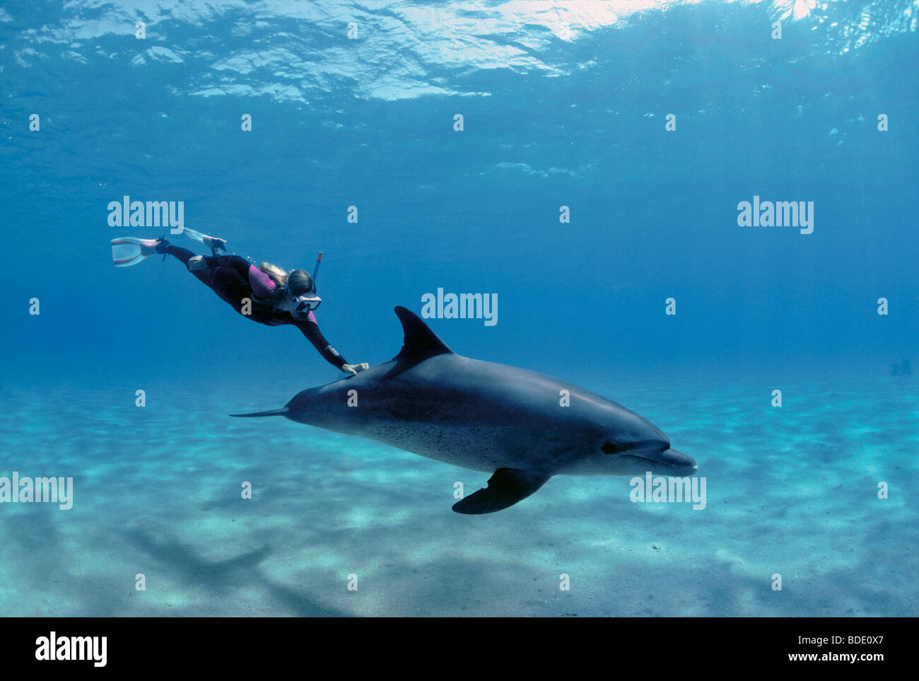 Buceador nadar con el delfín mular (Tursiops truncatus), Nuweiba, Egipto - El Mar Rojo. Foto de stock