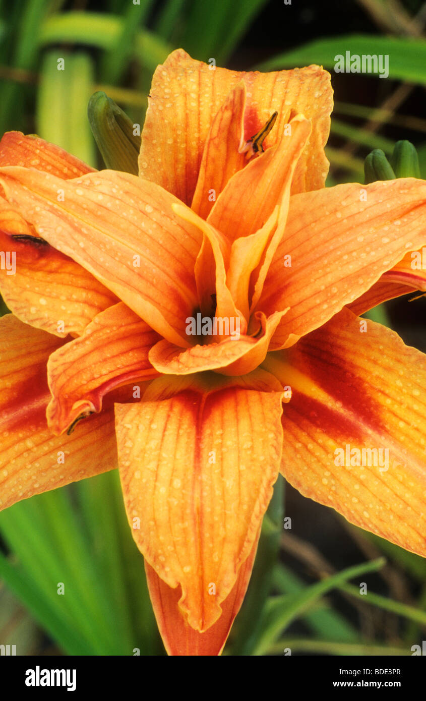 Hemerocallis fulva 'Flore Pleno' de flores flores dobles de color naranja  lirio de día lirios flores plantas plantas de jardín Fotografía de stock -  Alamy