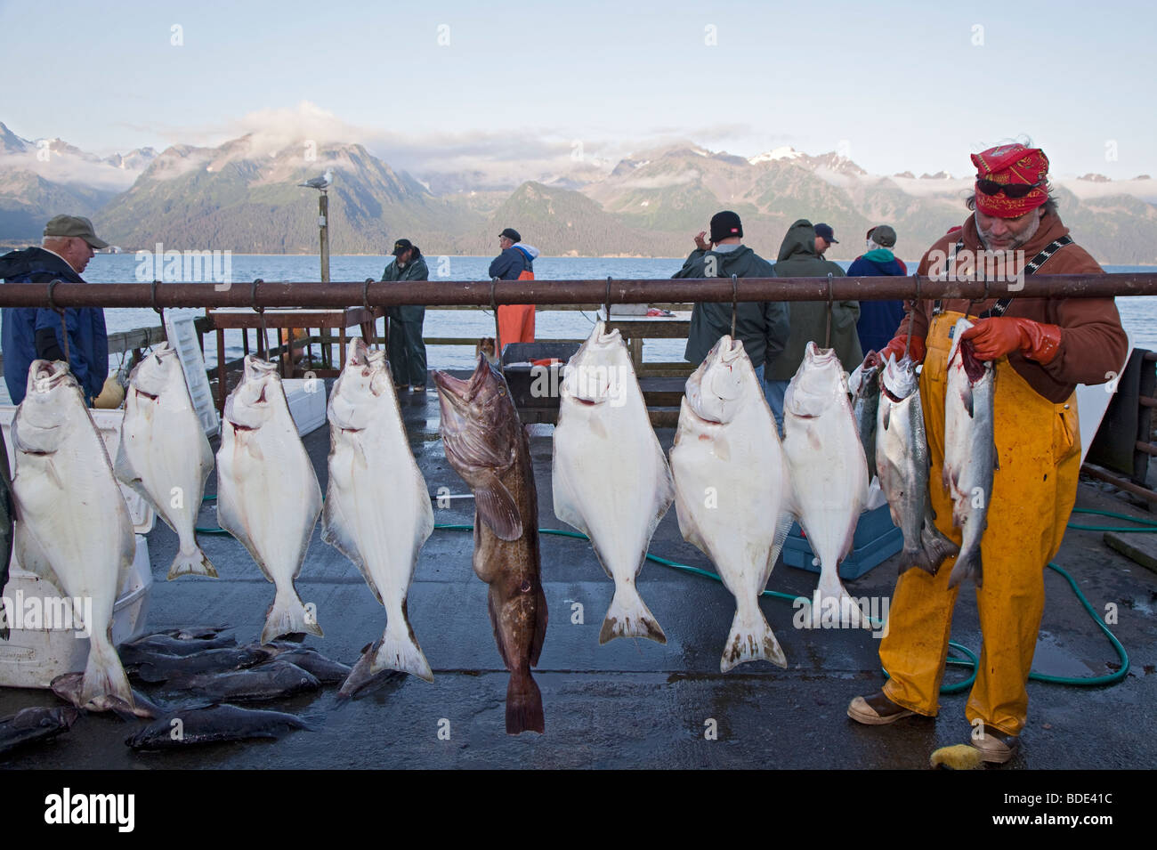 Guía de pesca deportiva en Alaska limpia el pescado para los clientes  Fotografía de stock - Alamy