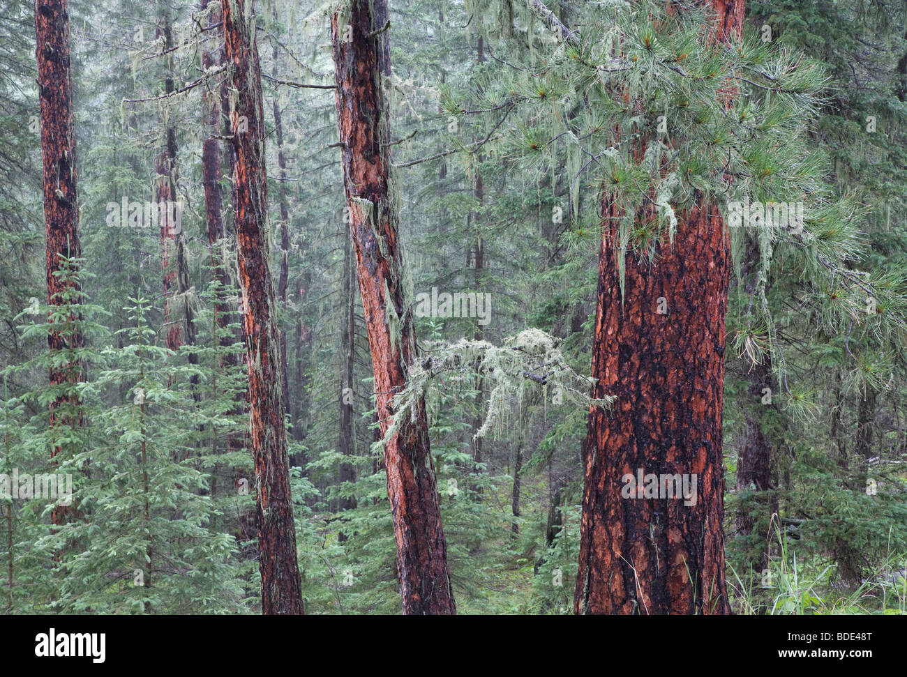 Bosque de pino Ponderosa (Pinus ponderosa), Reserva de Fauna Norbeck, Black Hills National Forest, South Dakota Foto de stock