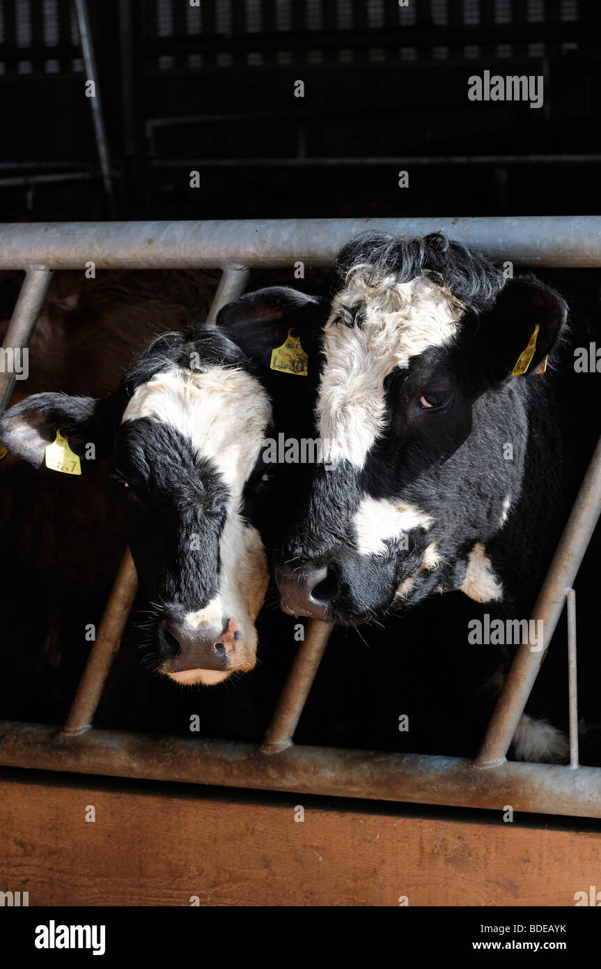 Vacas charolais con cabezas a través de bares mirar mirando fijamente mirando de corrales de engorde dentro de invierno Foto de stock