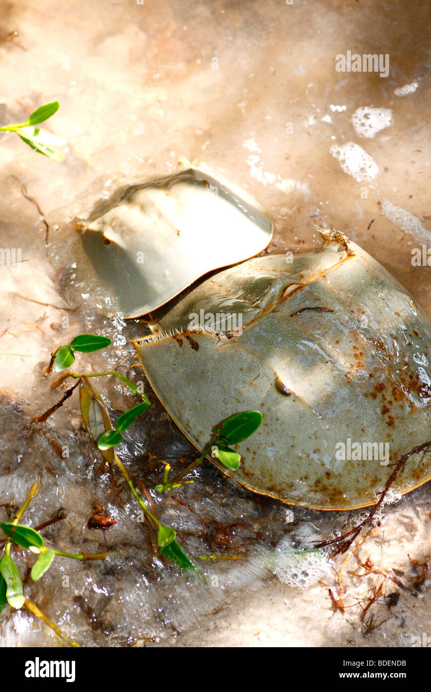 Dos de apareamiento de cangrejos de Herradura - macho en la parte trasera Foto de stock