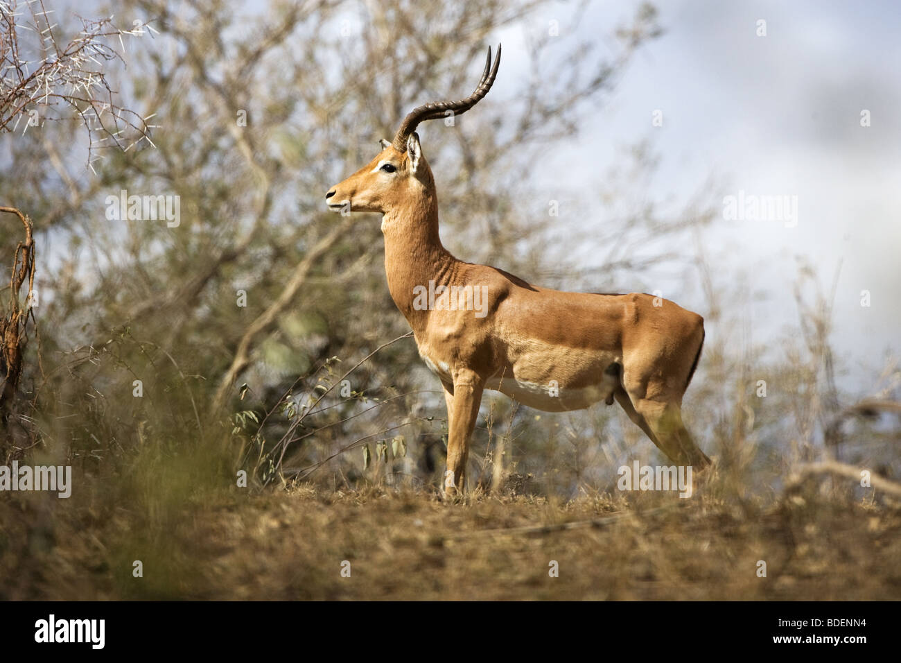 Impala de pie sobre terreno elevado mirando a los depredadores. Foto de stock