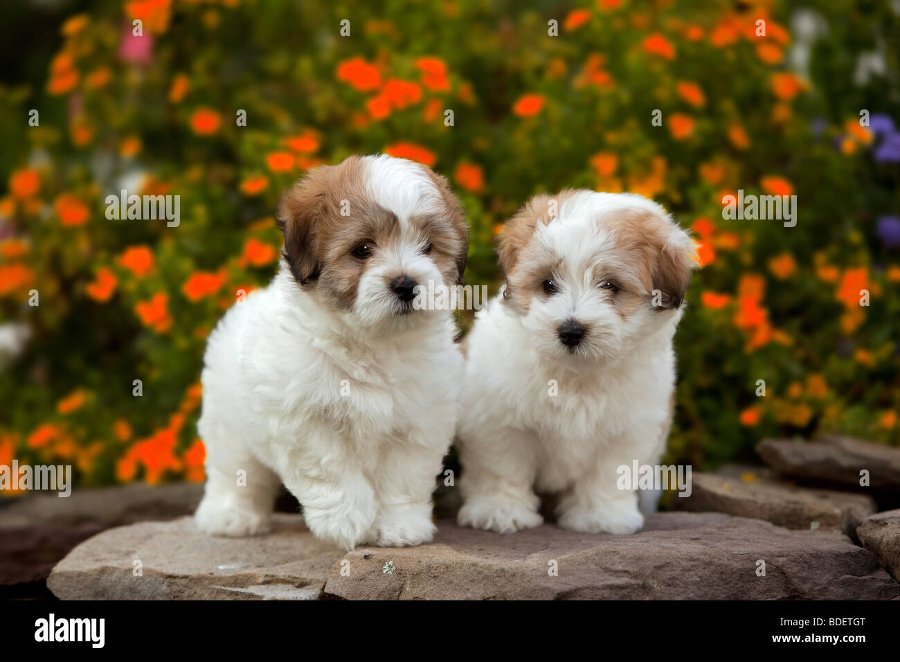 El Coton de Tuléar es una pequeña raza de perro Fotografía de stock - Alamy