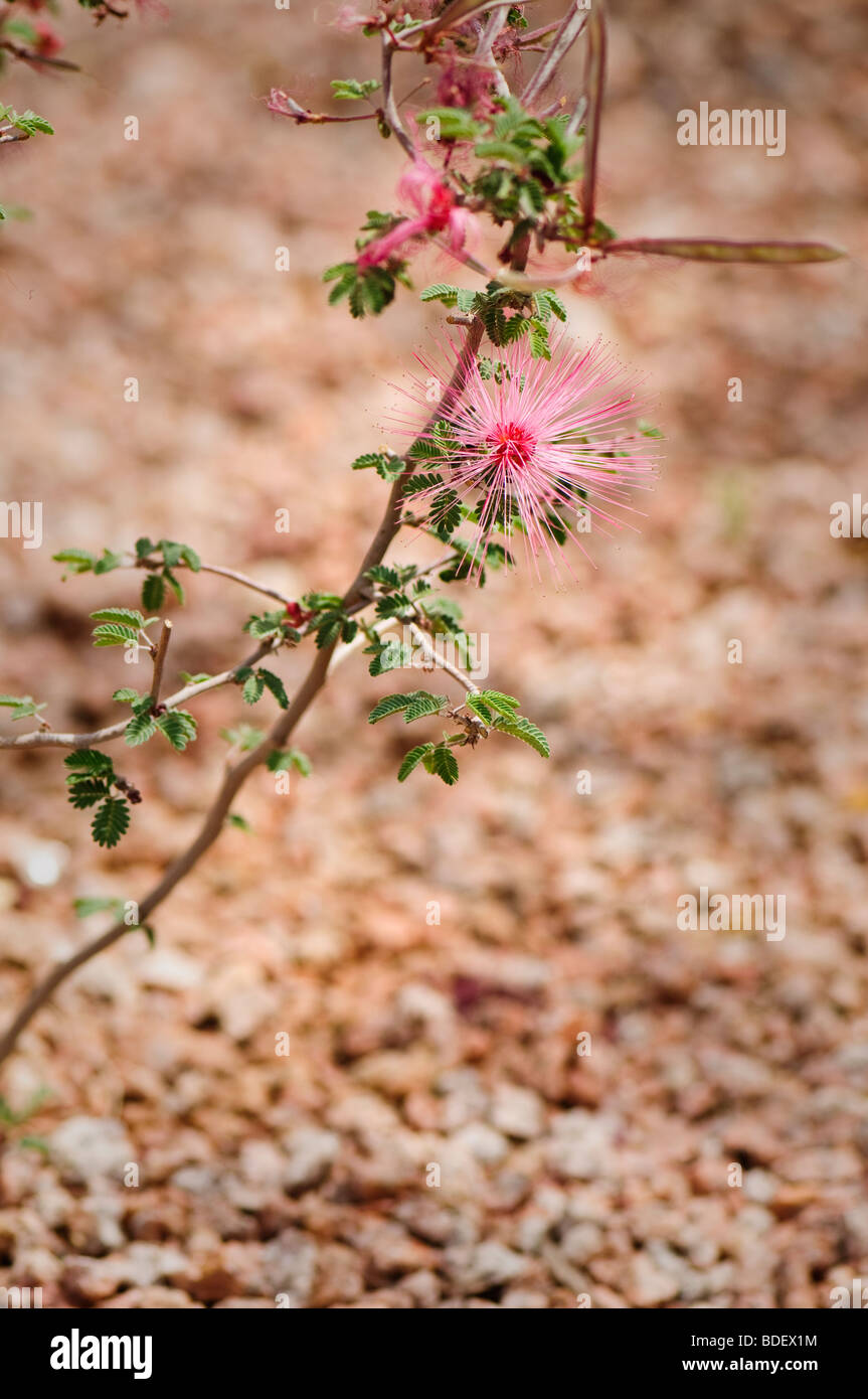 Plumero rosa fotografías e imágenes de alta resolución - Alamy