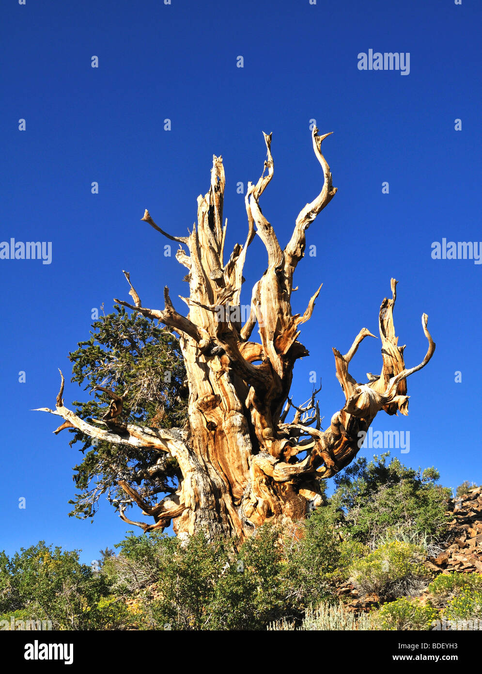 Los pinos bristlecone Pine Tree desde el bosque de pinos bristlecone en el Bosque Nacional Inyo, White Mountains, California Foto de stock