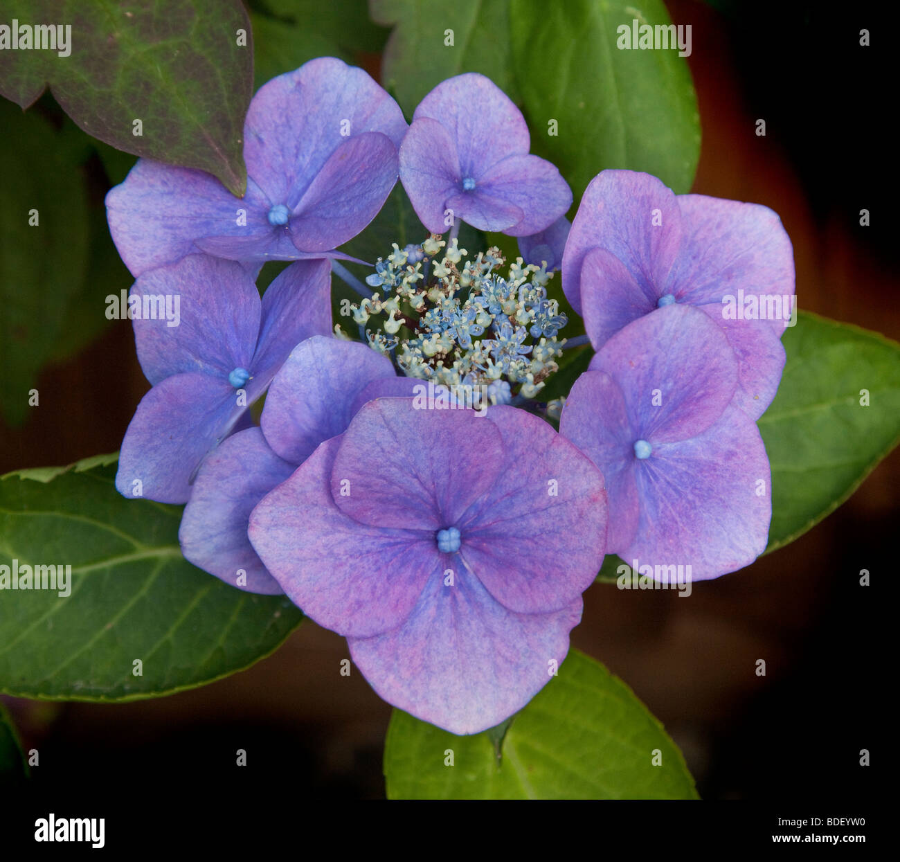 Azul Púrpura malva flor Hydrangea flores joven emergente Foto de stock