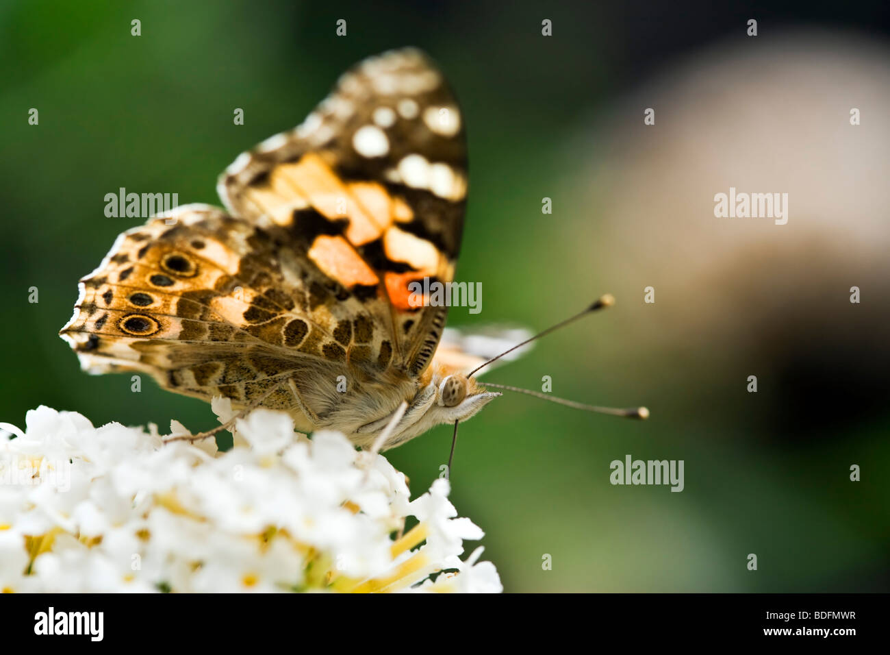 Pianted Lady butterfly succionar el néctar de la flor de cerca Foto de stock