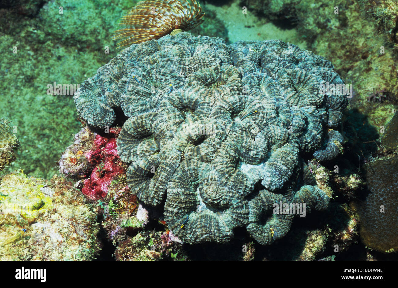 Los organismos marinos increíbles bajo el agua, filmado mientras que bucee en la isla de Grenada, West Indies. Coral intestinales. Foto de stock