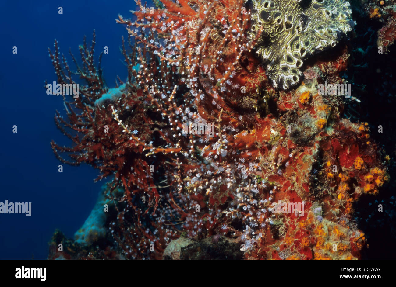 Los organismos marinos increíbles bajo el agua, filmado mientras que bucee en la isla de Grenada, West Indies Foto de stock
