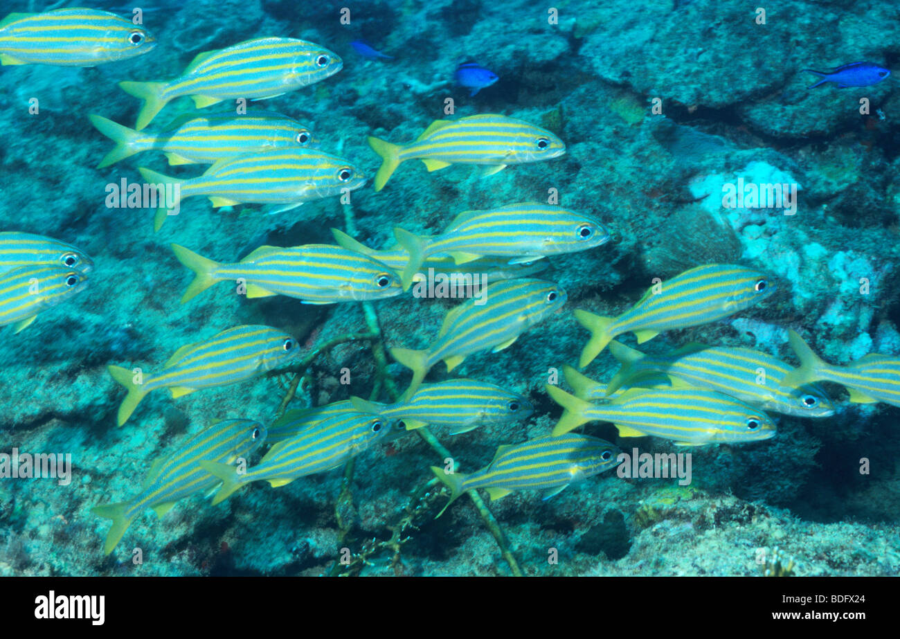 Pez marino subacuático fuera de la isla de Granada. Gruñidos de rayas. Foto de stock