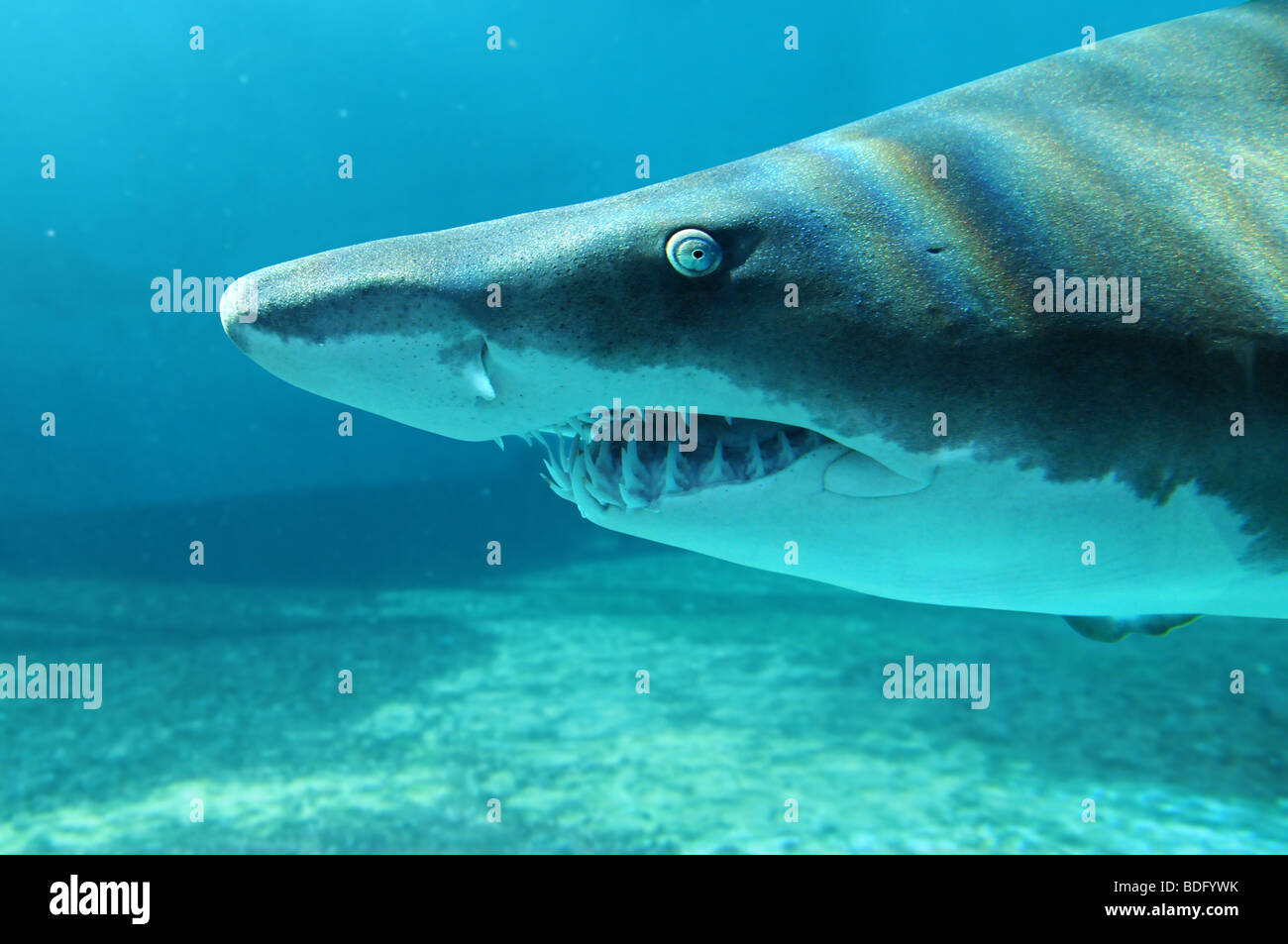 Retrato de arena tiburón en primer plano Foto de stock