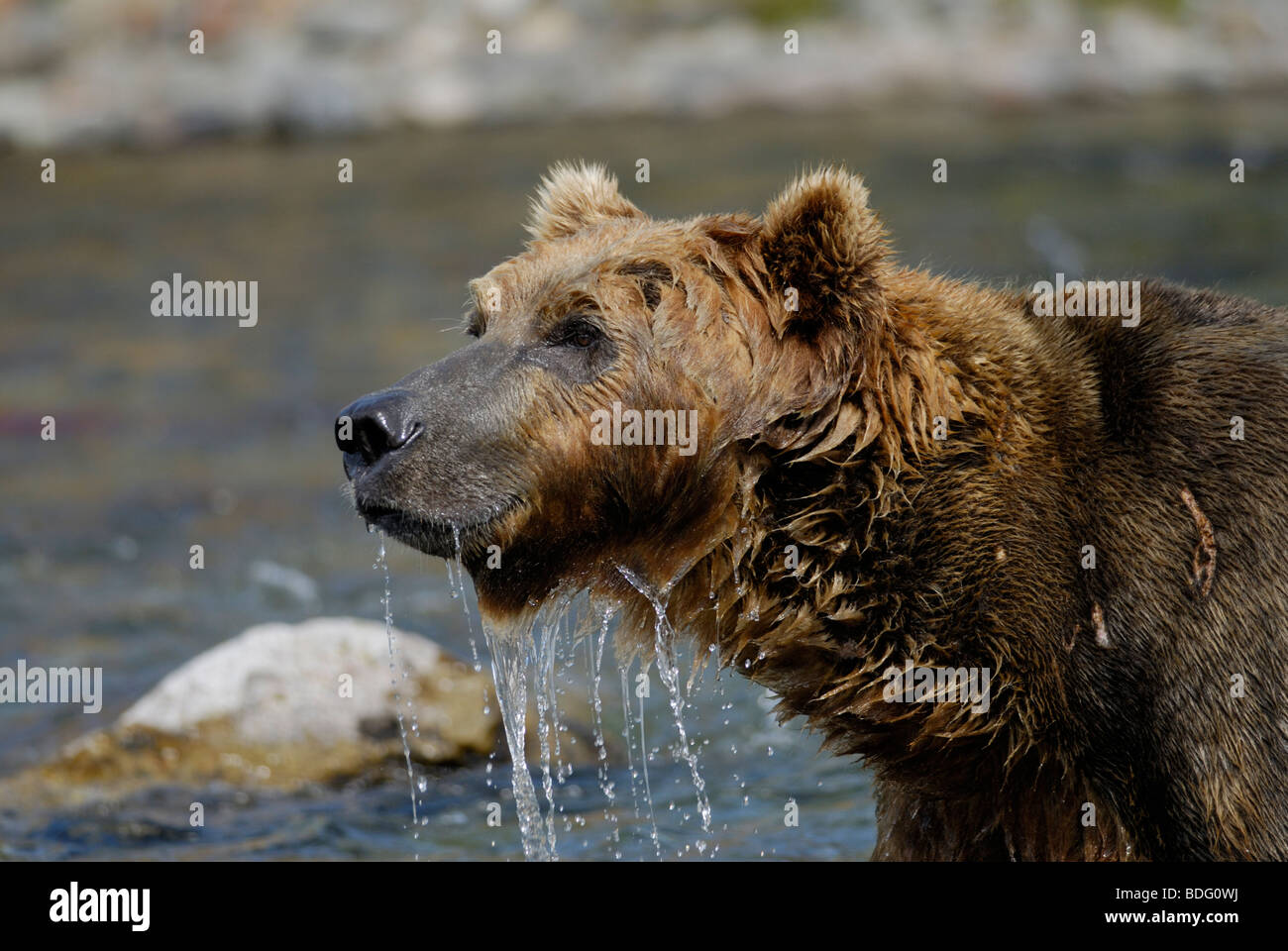 Oso pardo o Grizzly Bear, Ursus arctos horribilis, después de mirar en el agua para el salmón. Segundo en secuencia con imagen # BDG0WC Foto de stock