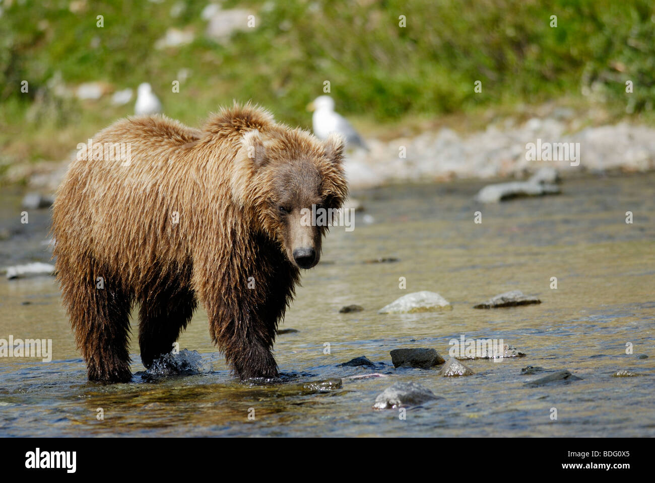 Oso pardo o Grizzly Bear, Ursus arctos horribilis, Parque Nacional Katmai, Alaska Foto de stock