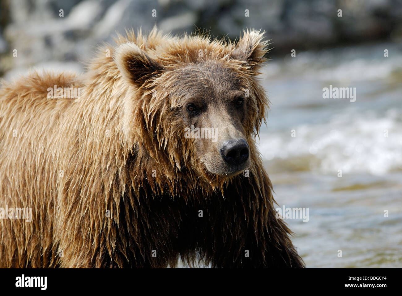 Oso pardo o Grizzly Bear, Ursus arctos horribilis Foto de stock
